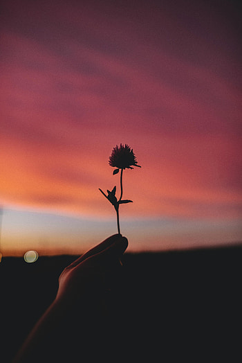 Macro, Silhouette, Hand, Miscellanea, Miscellaneous, Blur, Clover HD phone wallpaper