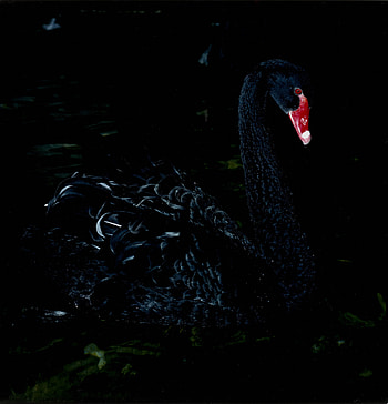 Manfred Willmann, Black swan Graz, 1982, Museum of Modern Art HD phone wallpaper