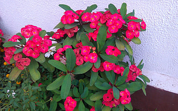 Red Flowers, Leaf, Green, Flower, Red HD wallpaper
