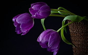 Plants, Flowers, Tulips HD wallpaper