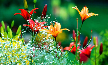 Spring Time, nature, flowers, seasons, spring HD wallpaper