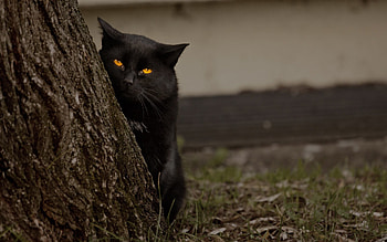 Animals, Wood, Cat, Tree, Eyes, Hide And Seek, Hide-And-Seek HD wallpaper
