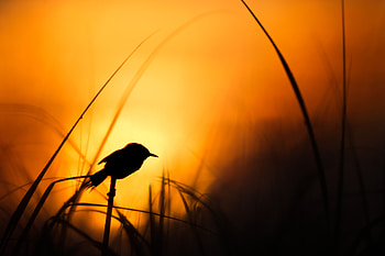 Bird Silhouette , birds, silhouette HD wallpaper