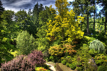 Nature, Trees, Bush, Brightly HD wallpaper