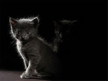 Animals, Cats HD wallpaper