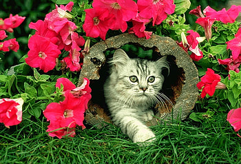flower cat, animal, nature, flowers, wild HD wallpaper