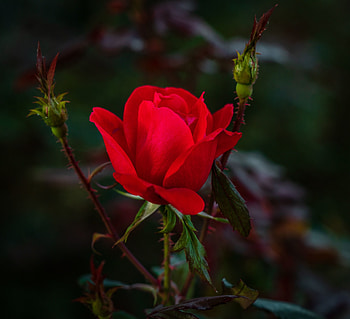 Flowers, Bush, Rose Flower, Rose, Petals, Bud, Garden HD wallpaper