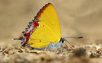 Butterfly, wings, yellow, red, insect HD wallpaper