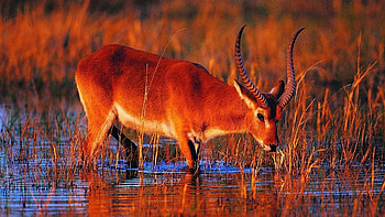 18 antelope , African wildlife, Striking beauty, Nature's diversity HD wallpaper