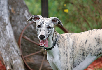 Whippet Dog, , Background HD wallpaper