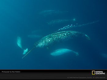 Narwhal, deep, whale, antartic, elusive HD wallpaper