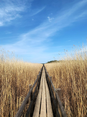 Nature, Road, Field, Ears, Dahl, Distance, Spikes HD phone wallpaper
