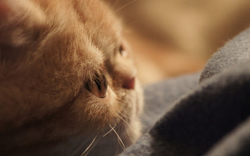 Cat, kitten, sweet, kitty, cats, cute, beautiful, paws, sleeping, beauty, cat face, pretty, animals, face, lovely, hat HD wallpaper