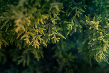 Macro shot of lush green conifer tree branches with a shallow depth of field. HD wallpaper