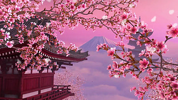 Japan Cherry Blossoms, Aesthetic Cherry Blossoms HD wallpaper