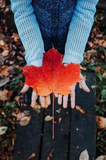 Autumn, Miscellanea, Miscellaneous, Sheet, Leaf, Hands, Maple, Sweater HD phone wallpaper