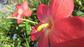 Red Fan, flowers, macro, fan, red HD wallpaper
