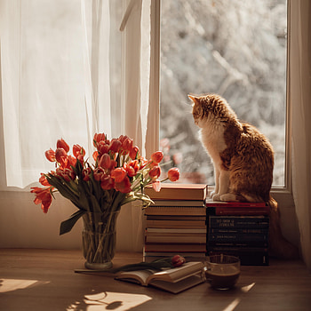 Animals, Flowers, Tulips, Cat, Pet, Window HD phone wallpaper