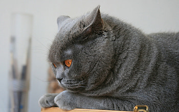 Animals, Cat, To Lie Down, Lie, Fat, Thick, Ears, Briton HD wallpaper