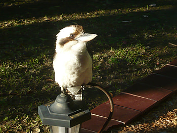 Friendly Aussie Kookaburra, trees, nature, birds, water HD wallpaper