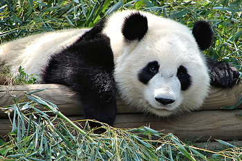 Pandas for HD wallpaper