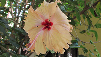 flos, planta, flor, flores HD wallpaper