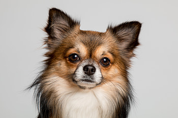 Chihuahua, dog, cute muzzle HD wallpaper