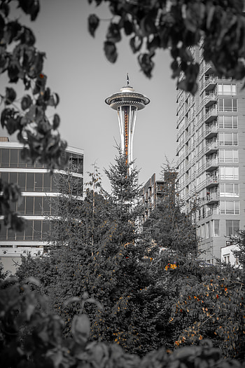 Cities, Architecture, Usa, Branches, Bw, Chb, United States, Tower, Seattle HD phone wallpaper