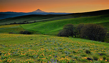 Columbia Hills, hills, flowers, washington, sunset HD wallpaper