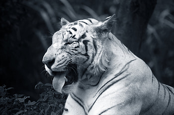 Big White Tiger Tongue Out, white-tiger, tiger, animals, monochrome, black-and-white HD wallpaper