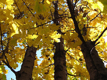 Looking Up High, bark, trees, leaves, yellow HD wallpaper