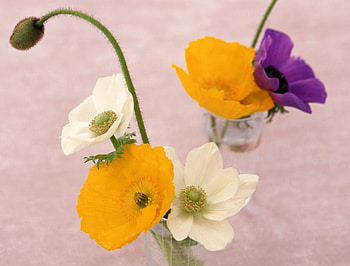 Vase of Poppies, poppies, vase, flowers HD wallpaper