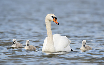 Swan, Animals, Mute swan HD wallpaper