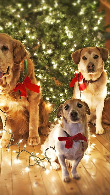 Christmas Dog, Dog, Christmas HD phone wallpaper