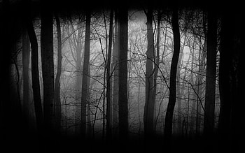 Dark Forest (3) HD wallpaper