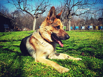 A German Shepherd lies on vibrant grass in a rural outdoor setting, enjoying a sunny day. HD wallpaper
