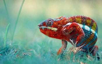 Chameleon, colors, animal, reptile HD wallpaper