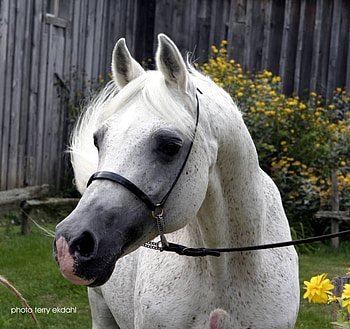 a amurath baikal, amurath baikal, horses, horse, horse breeds HD wallpaper