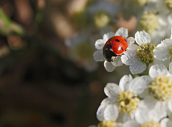 Flowers, Macro, Blur, Smooth, Ladybug, Ladybird HD wallpaper