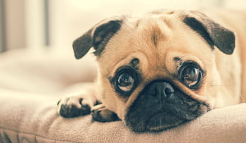 Close-up of a cute pug puppy lying indoors, showing expressive eyes. HD wallpaper
