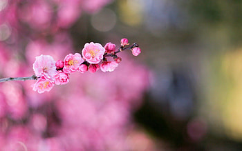 Flower, Macro, Blur, Smooth, Branch, Boquet, Bokeh HD wallpaper