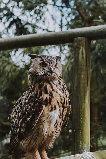 Animals, Owl, Feather, Bird, Sight, Opinion HD phone wallpaper