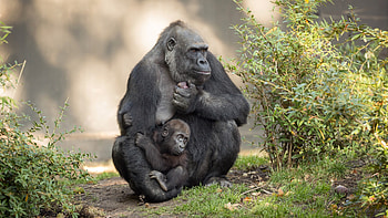 Mother and baby, Gorillas HD wallpaper