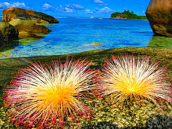 Baie Lazare, Seychelles, summer, tropical, flowers, islands, rocks HD wallpaper