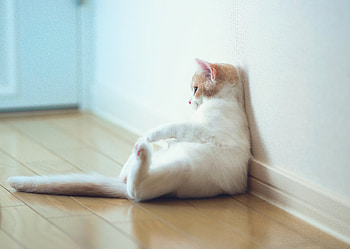 Animals, Sit, Cat, Wall, Fat, Thick HD wallpaper