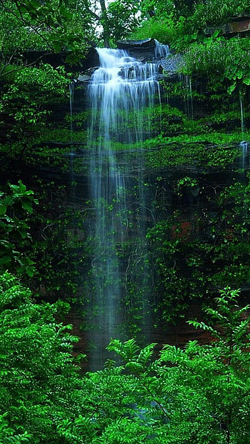 Amazon Rain Forest, Rainforest , Tropical oasis, Amazonian beauty HD phone wallpaper