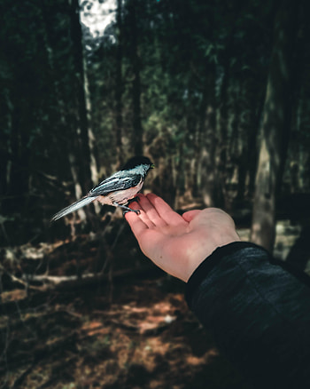 Animals, Hand, Bird, Forest, Palm, Focus HD phone wallpaper