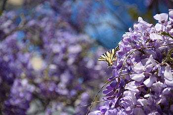 Butterfly on wistaria, animal, butterflies, wistaria, plants, butterfly, animals, nature HD wallpaper