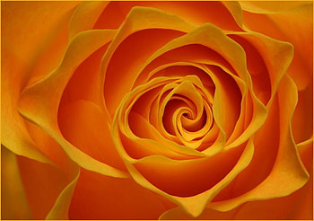 For invitation, orose HD wallpaper