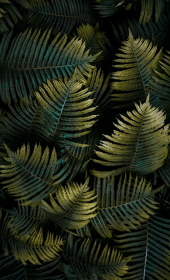 Nature, Macro, Fern, Sheet, Leaf HD phone wallpaper